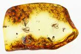 Six Fossil Dark-Winged Fungus Gnats (Sciaridae) In Baltic Amber #284641-1